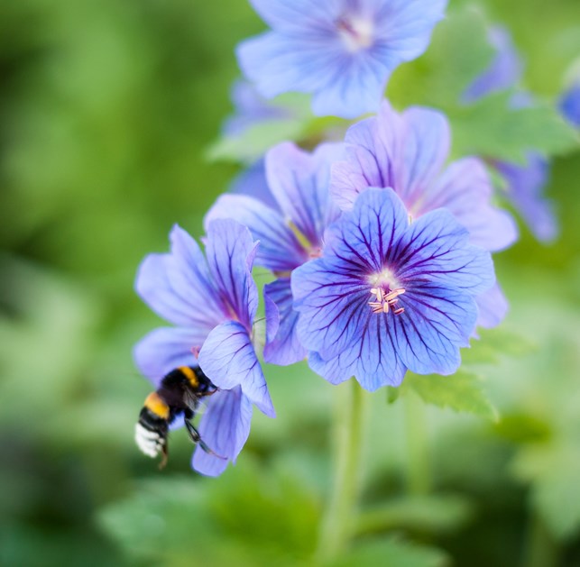 Bild på blomma och humla.