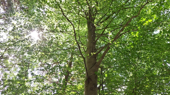 En stor, grönskande bok. Solen skymtas mellan grenarna.