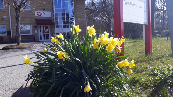FUB-huset där vi har vårt kansli. Påskliljor i förgrunden.
